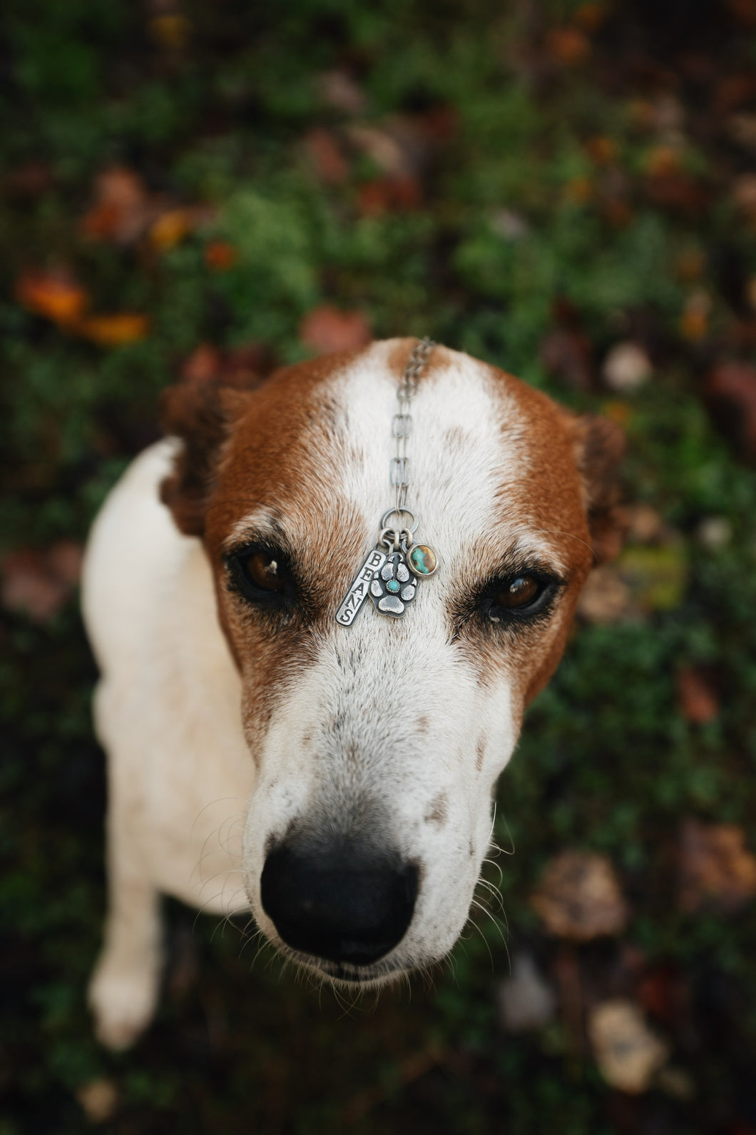 Ode To Dog (Enter Your Dog’s Name Here) Made to Order