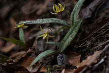 Load image into Gallery viewer, Trout Lily Ring size 5