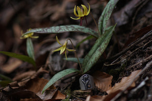 Trout Lily Ring size 5